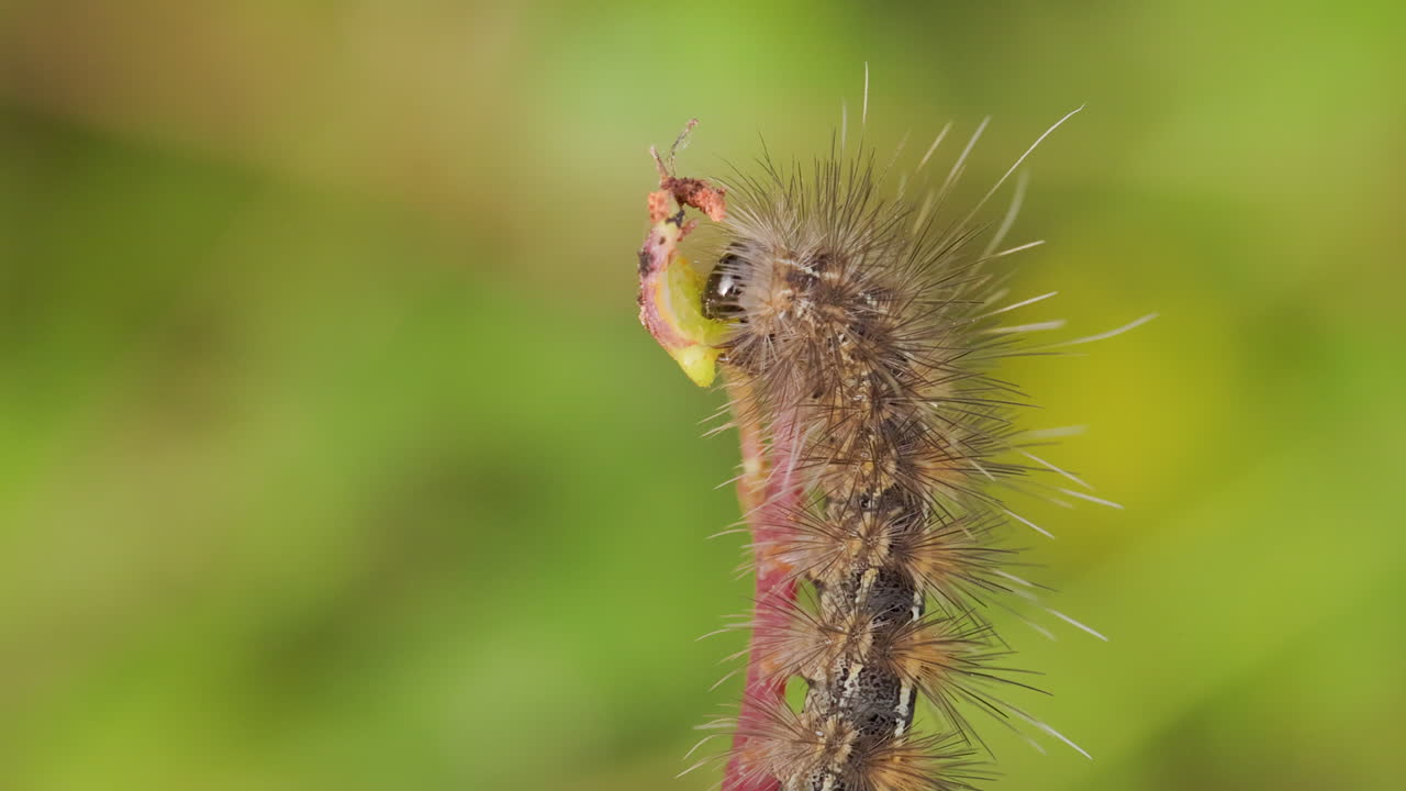 Bruco di falena peloso che mangia una foglia sotto il sole del mattino; macro del comportamento alimentare di una larva marrone