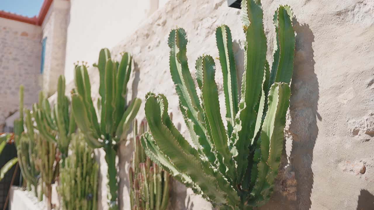 Cactus alla luce del sole contro un muro di pietra, atmosfera serena del deserto