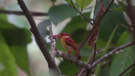 Der-Rotrücken-Eisvogel-Saß-Auf-Einem-Ast-Und-Aß-Krabben