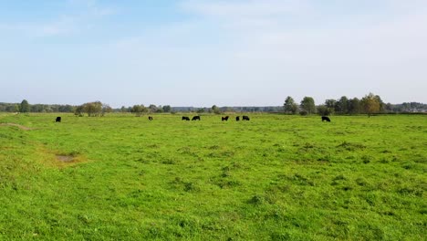 Manada-De-Bisontes-Salvajes-Caminando-Tranquilamente-Por-Prados-Cerca-De-La-Orilla-Del-Río,-Acompañada-De-árboles-Y-Nubes