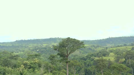 Vegetación-Verde-Con-árboles-Y-Colinas-En-La-Distancia