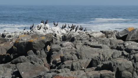 a colony of cape cormorants on the atlantic coast of south africa, slow zoom out