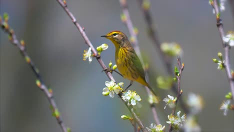 Primavera-Aves-Migración-Reinita-De-Palma-4k-Naturaleza