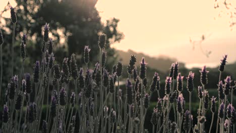 Lavender-fields-in-New-Zeaaland