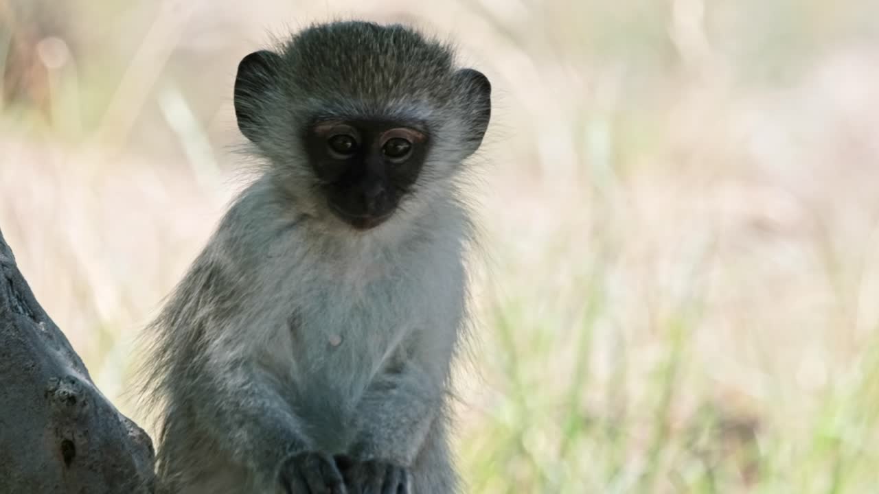 A cute baby Vervet monkey sitting in the shade of a tree looking at the camera