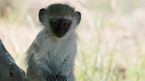 a cute baby vervet monkey sitting in the shade of a tree looking at the camera