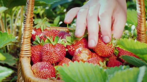 farmer collects strawberries puts berries in basket