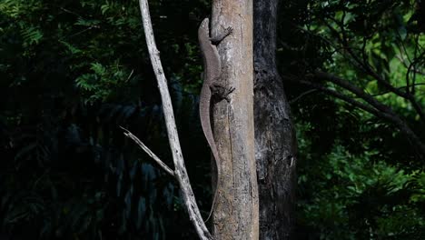 El-Lagarto-Monitor-Nublado-Se-Encuentra-En-Tailandia-Y-Otros-Países-De-Asia