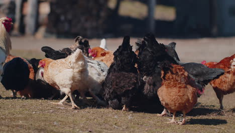 Pollos-Domésticos-De-Pastoreo-En-Libertad,-Gallos-Caminando-Sobre-La-Hierba-Alimentándose-En-Una-Cooperativa-Rural-De-Granja-Ecológica