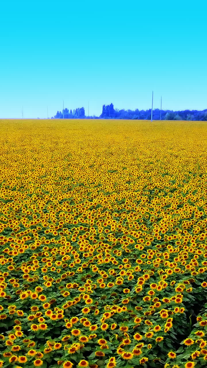 Big plantation with many beautiful organic sunflowers on the natural background. Agricultural concept. Aerial view Vertical video