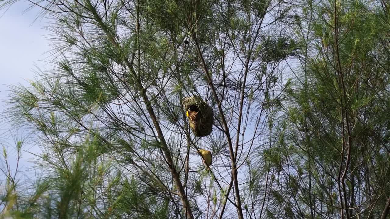 un grupo de tejedores rayados posados en el árbol y haciendo nido