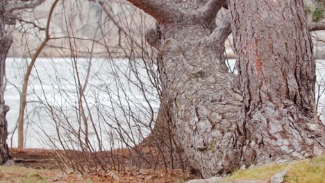 Corteza-De-árbol-Texturizada-De-Boulder-Colorado,-árboles-De-La-Gama-Frontal