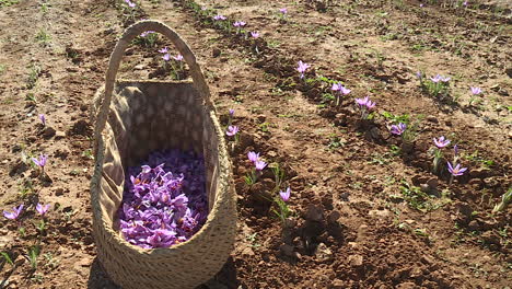 saffron farmer in field