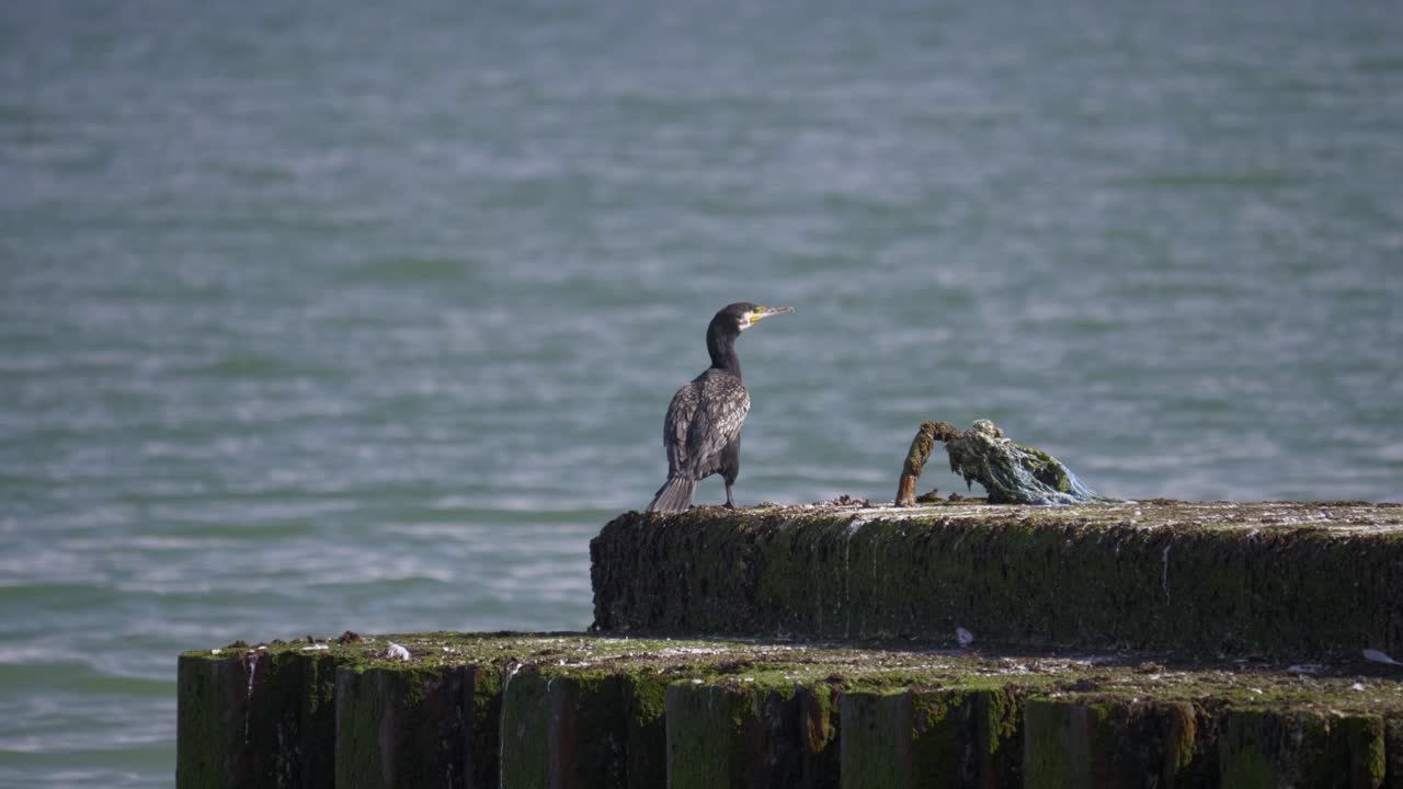 gran cormorán parado en el rompeolas en la orilla del mar mirando alrededor