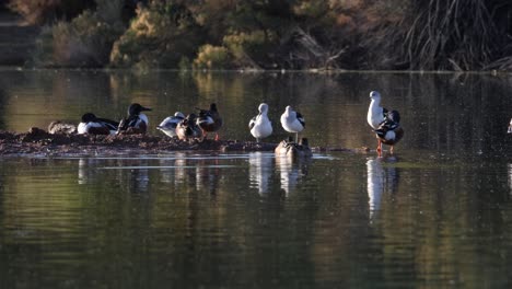 a group of mallards and avocets clean their feathers in shallow waters.