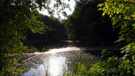 Aerial-dolly-out-revealing-specks-of-pollen-falling-into-a-pond-under-the-scenic-sunlight-streaming-through-the-forest