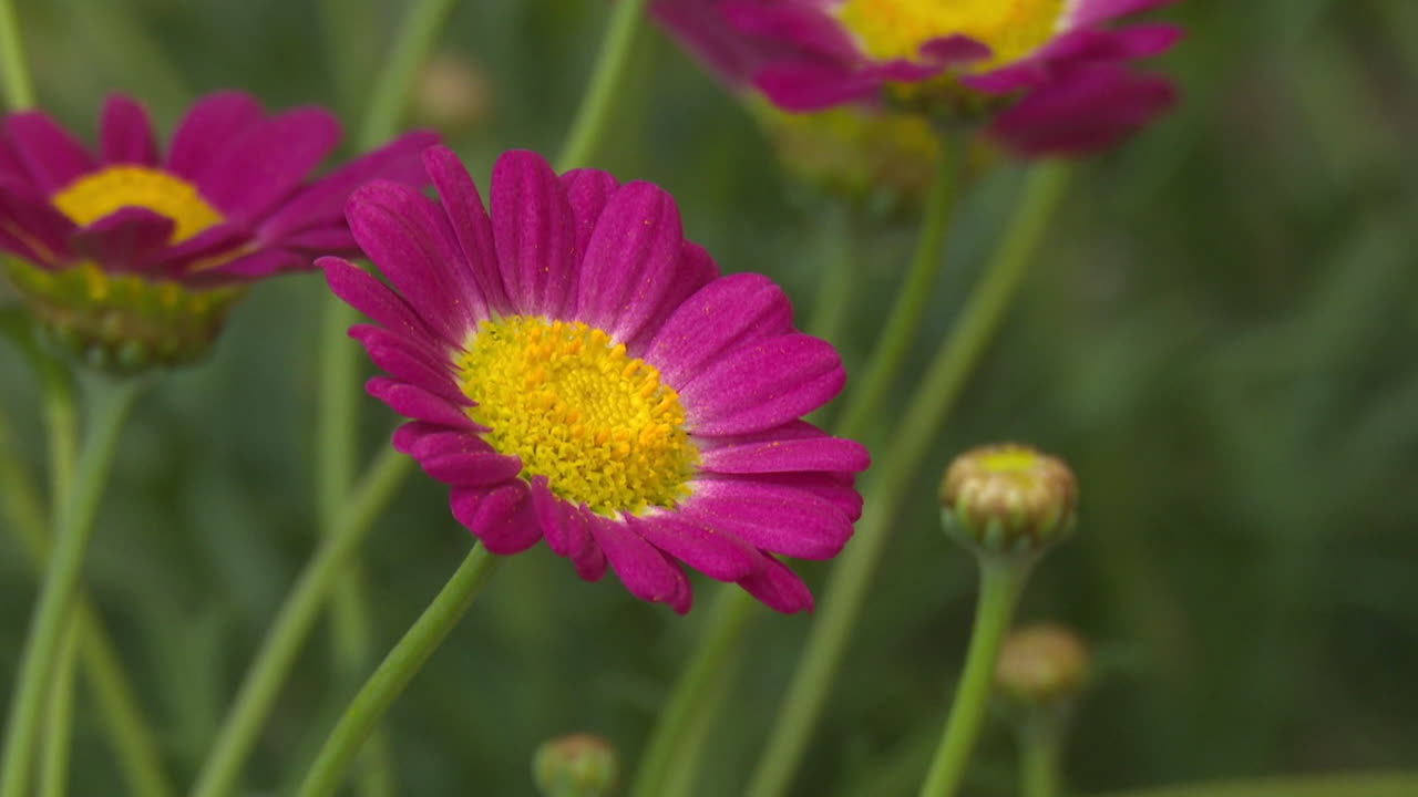 Close-up of a Pink Marguerite Flower