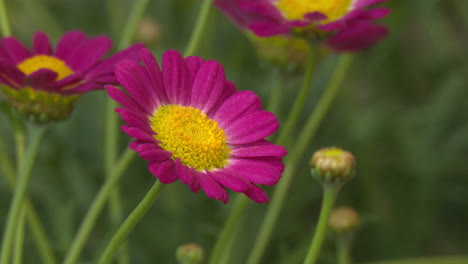 close-up of a pink marguerite flower