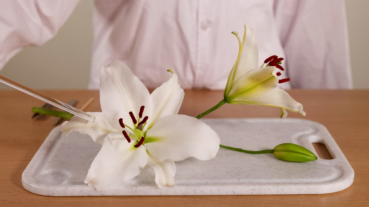 A scientist in a lab coat examines a lily flower on a tray using a metal tool, highlighting botanical study