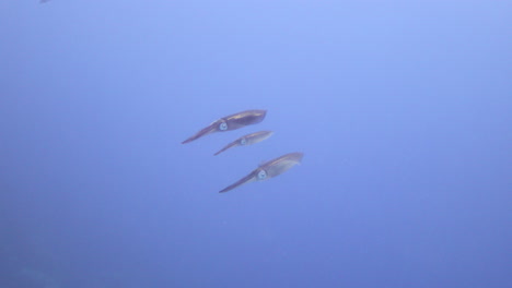 Squid-in-The-Coral-Reef-of-the-Red-Sea-of-Egypt,-Squid-are-rapid-swimmers,-moving-by-jet-propulsion,-and-largely-locate-their-prey-by-sight