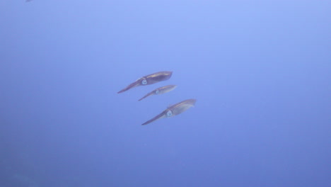 squid in the coral reef of the red sea of egypt, squid are rapid swimmers, moving by jet propulsion, and largely locate their prey by sight