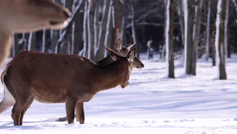 elk walking by in fresh snow focus racked slomo snowing