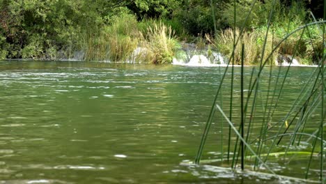 agua que fluye en un estanque verde esmeralda con plantas de bambú estrechas borrosas en primer plano