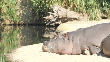 large hippopotamus lazing in the sun by a river, slow motion