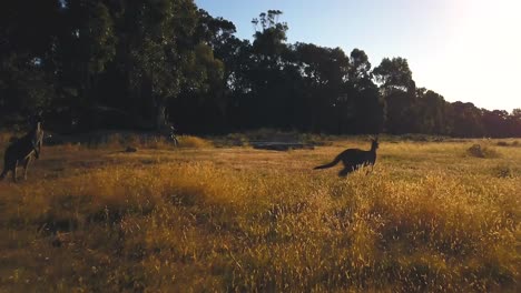 Manada-De-Canguros-Salvajes-2-En-El-Campo-Wa-Australia-Persecución-De-Drones-Por-Taylor-Brant-Película