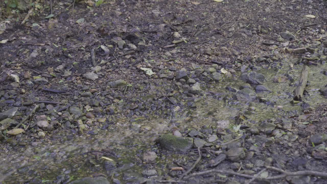 струйка воды течет по каменистой почве в лесу близ варбо, венгрия