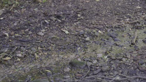goteo de agua fluye a través de suelo rocoso en el bosque cerca de varbo, hungría