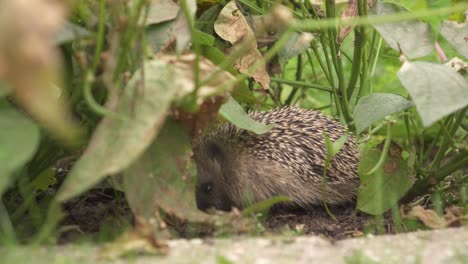 Westeuropäischer-Igel-Auf-Nahrungssuche-Im-Garten