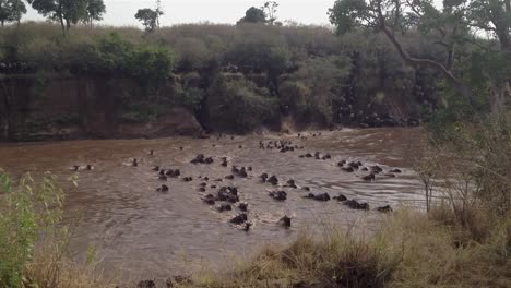 Wildebeest-herd-crosses-dangerous,-muddy-Kenyan-river-in-confusion