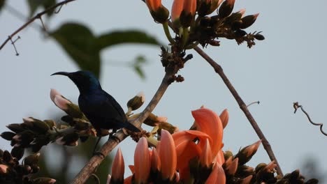 colibrí en hermosas flores encontrando bebida