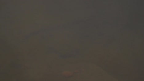 a close-up of a muddy riverbed with submerged rocks and earthy tones. perfect for backgrounds, nature blogs, or environmental concepts