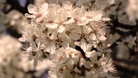 camera movements showing blossoming white trees in the spring time