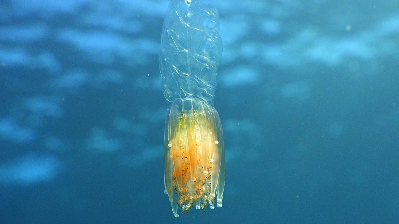 Tracking shot of a hula skirt siphonophore swimming with pulsing nectophores