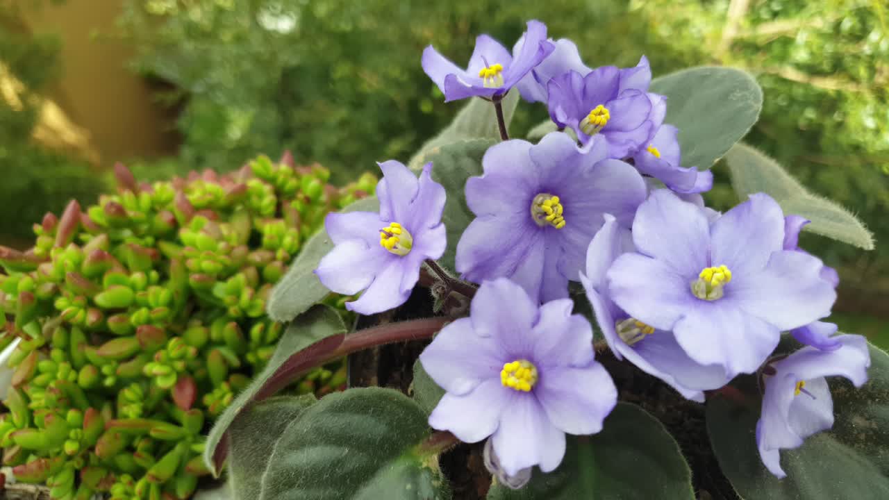 hermosa planta de violeta africana con flores azules que crece además de suculentas en el jardín