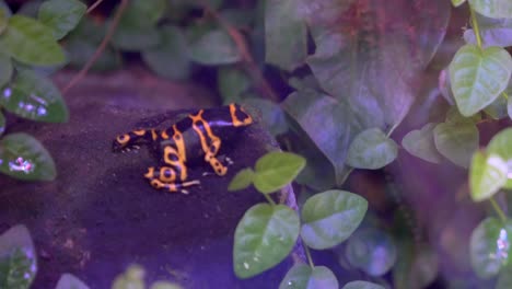 close view of an orange posion dart frog