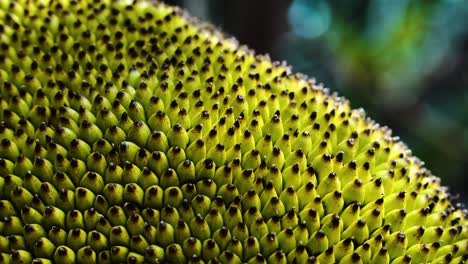 closeup of beautiful exotic jackfruit spikes shot in vietnam