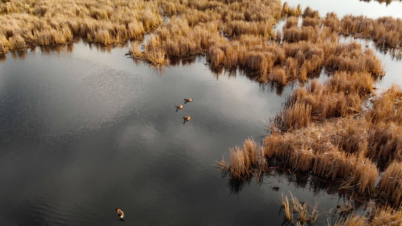 Circling view of Canadian geese swimming in a pond surrounded by a marsh