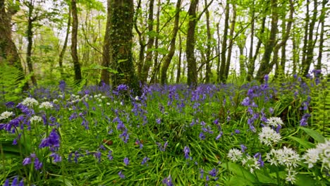 beautiful bluebells and wild garlic in a spring forest