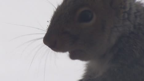 pequeña ardilla gris masticando una nuez