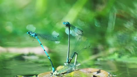 four blue dragonflies reproducing itself with its specific position