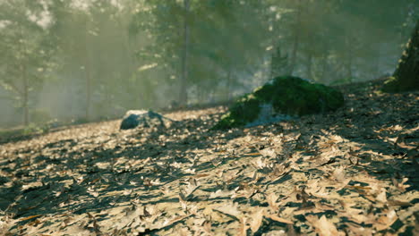morning sunlight filters through trees over a forest floor covered in leaves