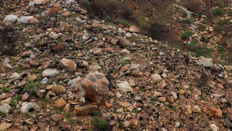 Una-Toma-Aérea-Captura-A-Un-Grupo-De-Babuinos-Chacma-Mientras-Viajan