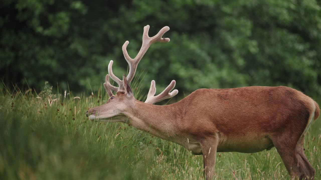 ciervo con grandes cuernos pastando en el parque farran cork irlanda