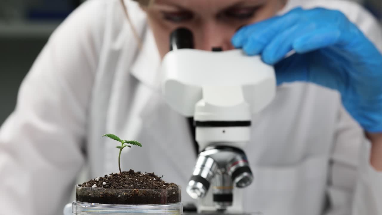Scientist examining plant growth under a microscope in a laboratory