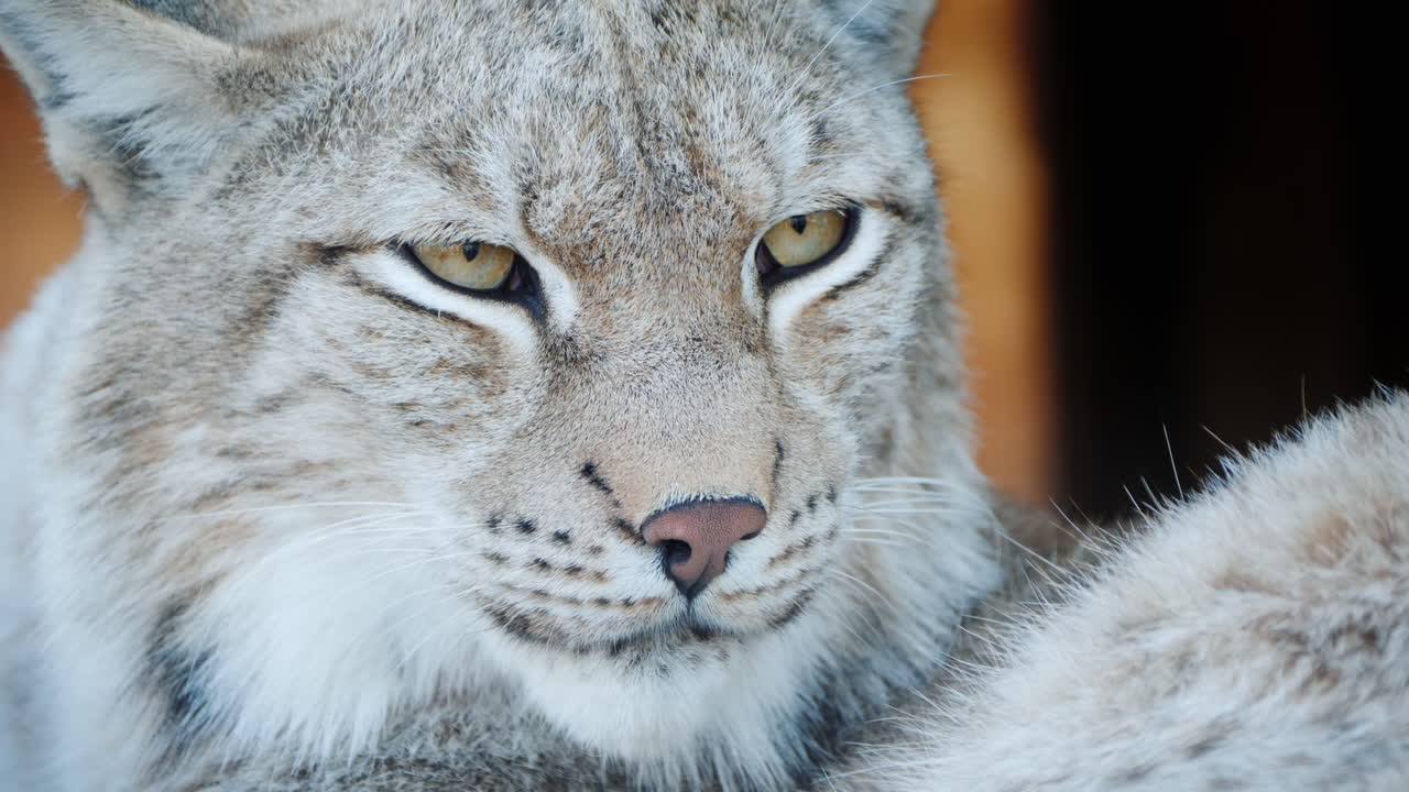 retrato de una cara de puma de un gato depredador