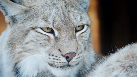 retrato de una cara de puma de un gato depredador